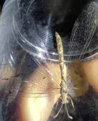 Neuroleon ochreatus