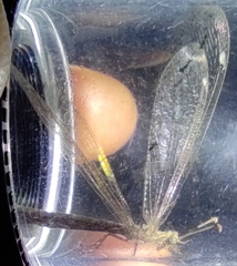 Neuroleon ochreatus