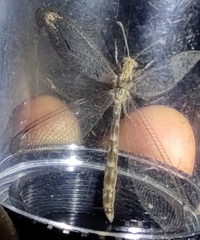 Neuroleon ochreatus