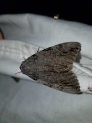 Catocala neogama euphemia