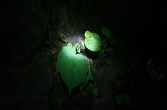Begonia grandis