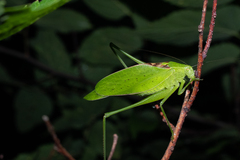 Amblycorypha rotundifolia