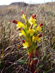 Pedicularis flammea