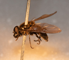 Cheilosia sahlbergi