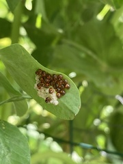 Halyomorpha halys