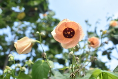 Hibiscus tiliaceus