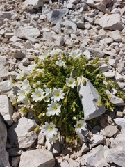 Cerastium uniflorum