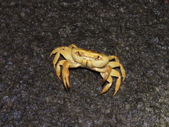 Gecarcinucidae
