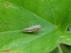 Athysanus argentarius