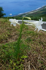Lilium longiflorum