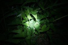 Parasenecio hastatus