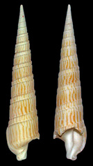 Terebra