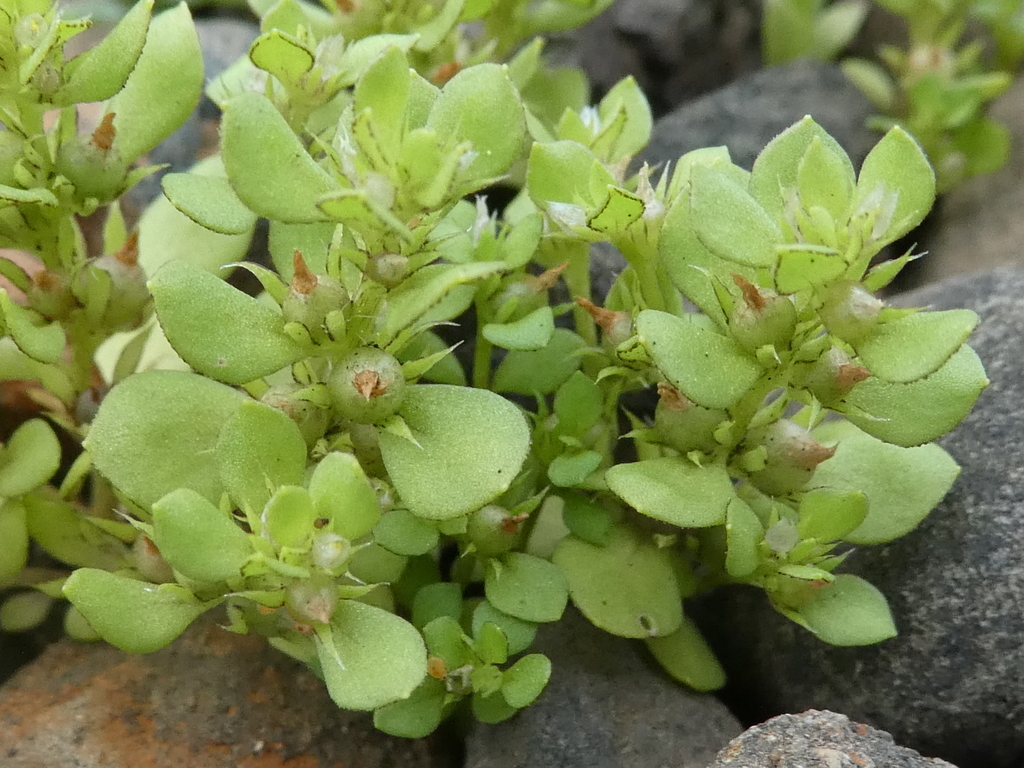 Chaffweed