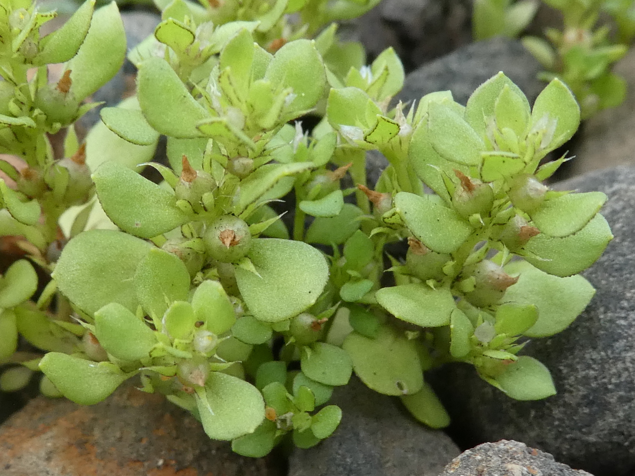 Anagallis minima