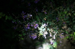 Lespedeza floribunda