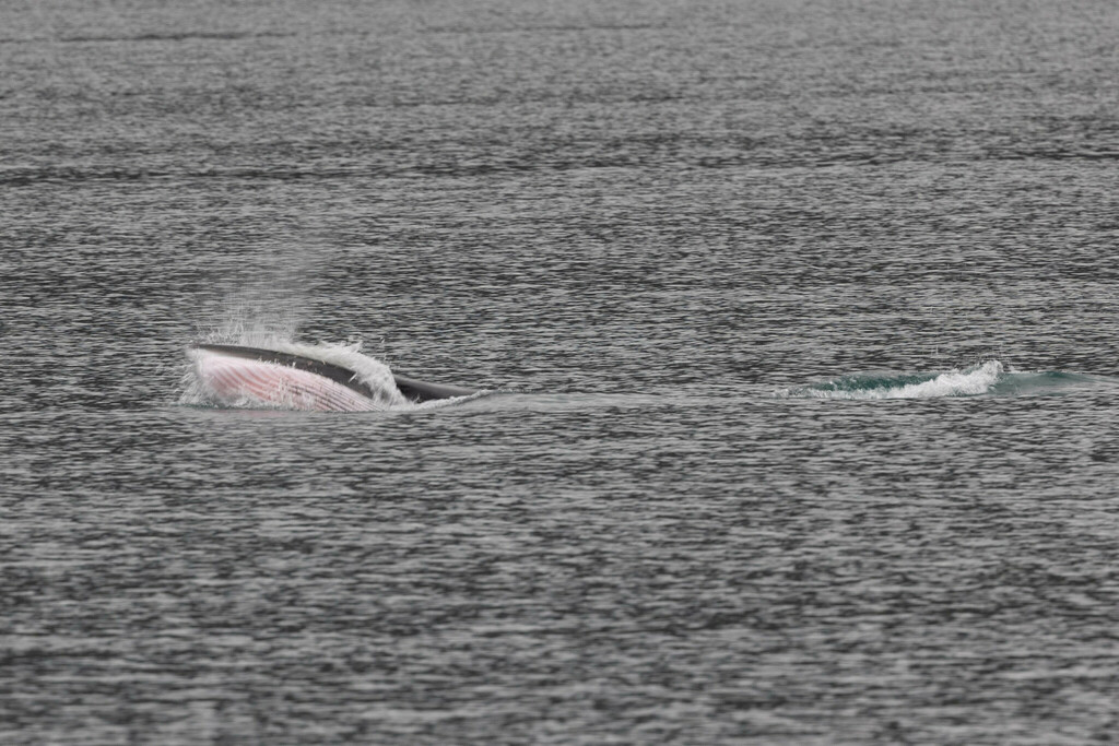 Balaenoptera acutorostrata<br>06 July, 2022