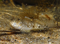 Favonigobius lateralis