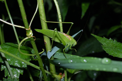 Amblycorypha rotundifolia