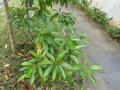 Pteleocarpa lamponga