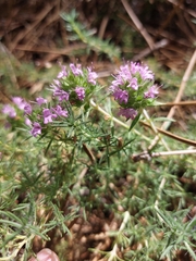 Thymus villosus