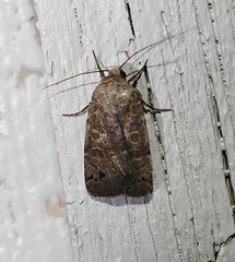 Anorthodes triquetra