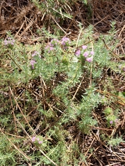 Thymus villosus