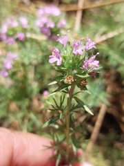 Thymus villosus
