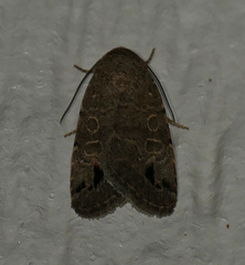 Anorthodes triquetra