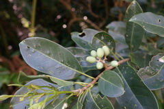 Chionanthus ramiflorus