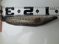 Channa argus