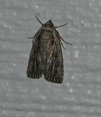 Oncocnemidinae