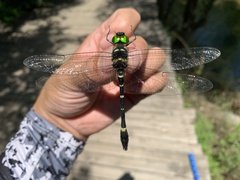 Macromia beijingensis