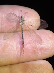 Neuroleon arenarius