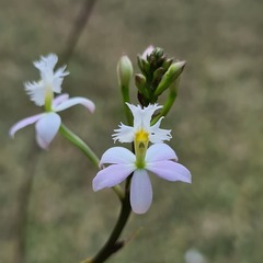 Epidendrum × obrienianum