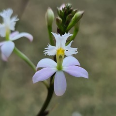 Epidendrum × obrienianum