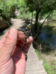 Macromia beijingensis