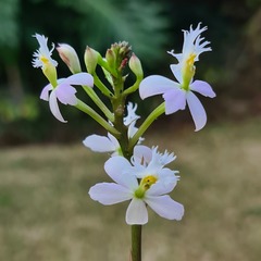 Epidendrum × obrienianum