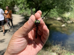 Macromia beijingensis