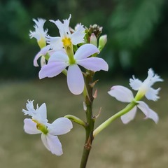 Epidendrum × obrienianum