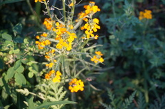 Erysimum amurense