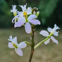 Epidendrum × obrienianum