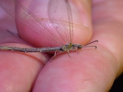 Neuroleon arenarius