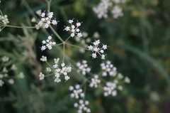 Saposhnikovia divaricata