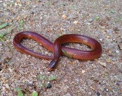 Atractus ronnie