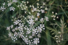 Saposhnikovia divaricata