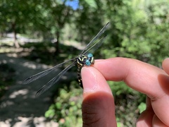 Lamelligomphus