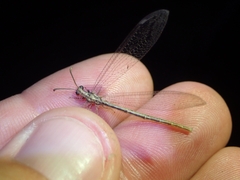 Neuroleon arenarius