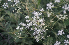 Saposhnikovia divaricata