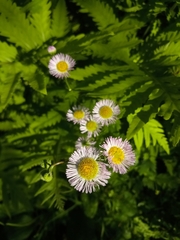 Erigeron philadelphicus