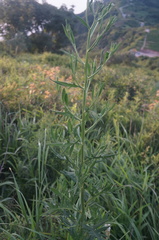 Saussurea japonica